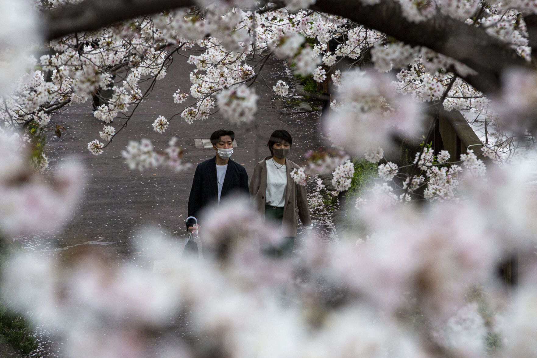 Japan Cherry Blossoms